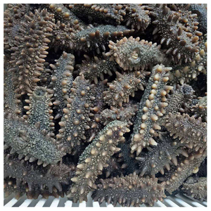 Pepino de mar seco a precio competitivo - Product Image 2