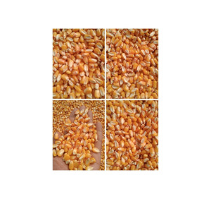 ข้าวโพดเหนียวสีเหลืองปลอดจีเอ็มโอจากบราซิล อายุการเก็บรักษา 2 ปี - Product Image 5