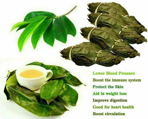 Hojas de Guanábana Secas Fermentadas, Té de Hojas Trituradas, Infusión de Agua Caliente, Té Orgánico Saludable Sin Azúcar, Caja de 50gr, Grado EXPAD CO, Vietnam - Product Image 6