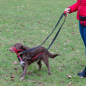Correa de moda para mascotas con cincha resistente, correa de mano cómoda y gancho metálico seguro para mascotas activas - Product Image 4