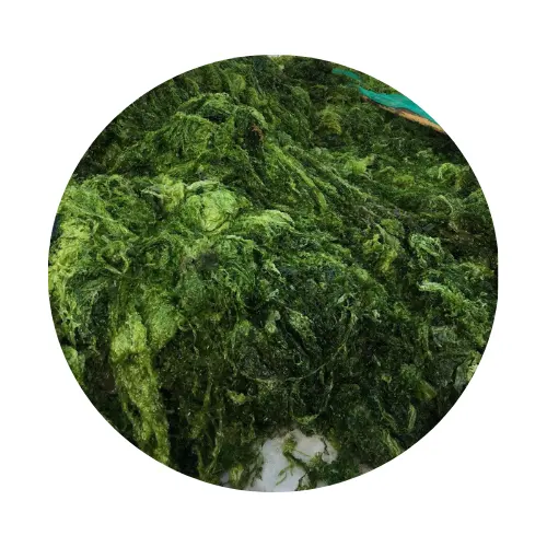 최고의 녹색 해초 100% 자연 해초 베트남-품질과 저렴한 가격/Ms.Thi + 84 988 872 713