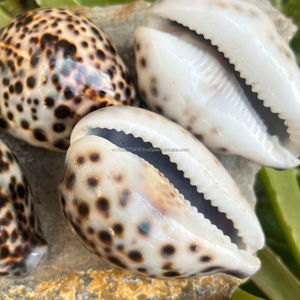 Proveedor de conchas de tigre de Vietnam - Tamaño 7–10 cm Disponible al por mayor - Product Image 3