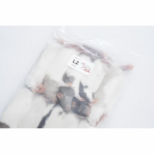 Rats congelés M3 61-70g, nourriture pour reptiles de qualité supérieure, vente en gros, sans salmonelle, nutrition bio-améliorée - Product Image 3