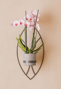 Macetero contemporáneo de metal plateado para montar en la pared, perfecto para exhibición en interiores, decoración de paredes de cafeterías y decoración del hogar, procedente de la India. - Product Image 5