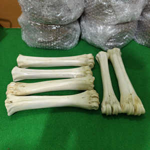 Medio tubo de hueso de búfalo blanco natural, artesanía tradicional y suministro vikingo a precio económico. - Product Image 4