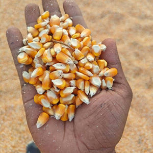 Maïs jaune de qualité supérieure en gros, prêt à être expédié, qualité alimentaire, produit d'exportation de premier choix - Product Image 1