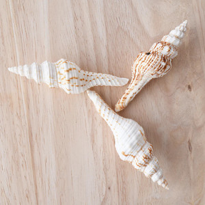 เปลือกหอยทะเลธรรมชาติเวียดนาม – ผู้จัดจำหน่ายขายส่ง เปลือกหอยตกแต่งจำนวนมากสำหรับงานฝีมือ - Product Image 5