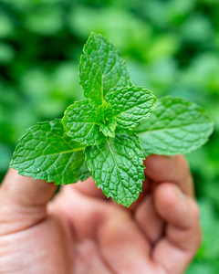 Hojas de menta secas de Vietnam – Naturales, sin aditivos, precio competitivo - Product Image 5