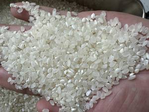 Riz Japonica Calrose Moyen Sain du Vietnam, Nouvelle Récolte Tien Giang, 5% de brisure, Séché, Riche en nutriments, Doublement poli, Doux - Product Image 3