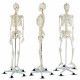 Modello di Scheletro a Grandezza Naturale per Lezioni di Anatomia Umana e Formazione in Scienze Mediche - Product Image 4