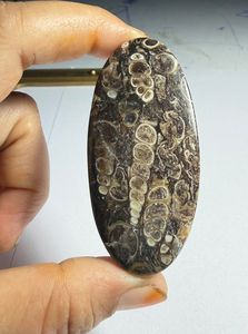 หินอาเกต TURRITELLA แบบคาโบชอง ขายส่งเป็นล็อตตามน้ำหนัก มีรูปทรงและขนาดต่างๆ ใช้สำหรับทำเครื่องประดับ - Product Image 1