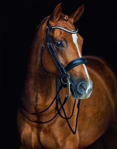 Brida de Cuero Suave de Lujo para Caballos con Cristales de Roca, Cuero Patentado, Fabricante Indio MH Global Exports MH-HB-88 Shows - Product Image 5