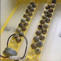 Incubateur domestique compact HHD EW-56, capacité de 56 œufs, pour l'élevage de poulets, cailles, canards, oies, pigeons et perroquets