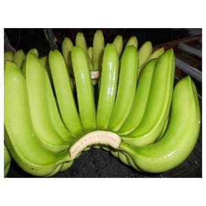 Plátano Cavendish Verde Fresco de Buena Calidad - Product Image 2