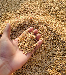 Grano de Trigo Sin OMG con Alto Contenido de Proteínas para Alimentación de Ganado y Consumo Humano, Grado Alimenticio Integral para Molienda, Proveedor Mayorista a Granel - Product Image 4