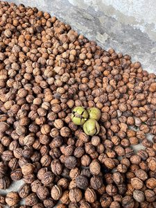 Nueces sin Cáscara Secas Crudas de Primera Calidad, Mitades Extra Claras, Grado A, Suministro a Granel, Calidad de Exportación, Nueva Cosecha - Ms. Tarina - Product Image 5