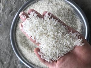 Jasmine Fragrant <b>Aromatic</b> Rice/ <b>Perfumed</b> Rice Reis Rijst Pirinç - Packing 5kg 10kg for importeur -Good price at new crop (Joice) - Product Image 3