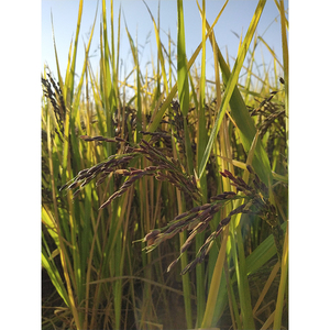 ข้าวเมล็ดยาวแห้งแข็งสีดำเหนียวดิบ50กก. 25กก. 10กก. 5กก. 1กก. ผู้ส่งออกเวียดนาม-เจนลี + 84968234538 - Product Image 5