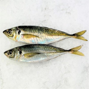 Pescado Atún Congelado con Frescura Natural Preservada Mediante Técnicas Avanzadas para Compradores Minoristas y Mayoristas - Product Image 5