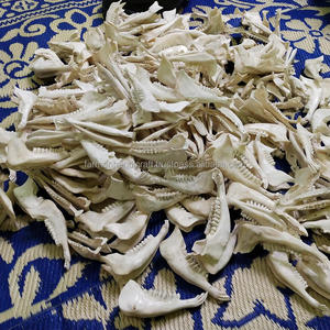 Os de chèvre poli à la main de haute qualité, blanc, naturel, décoration en os d'animal au meilleur prix - Product Image 3