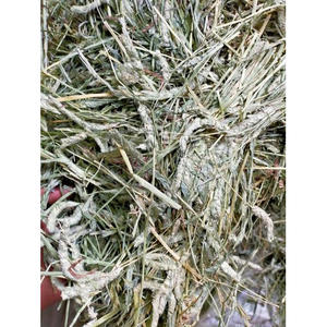 Heno de Timothy para alimentación animal / Pellets de heno de alfalfa / Heno de Timothy en pacas - Product Image 6