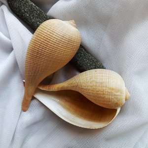 Coquillages pour décoration d'aquarium et de terrarium, prix le plus bas, coquillages de qualité supérieure, coquillages naturels. - Product Image 6