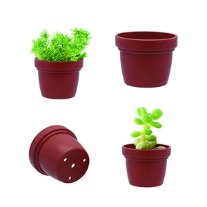 Kleine Vetplant Pot