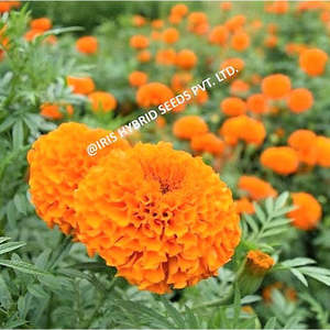 เมล็ดพันธุ์ไฮบริดไอริส มาริโกลด์ ออเรนจ์ IHS-786 F1 พืชดอกผลผลิตสูง - Product Image 1