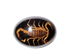 Scorpion doré, spécimen réel, cabochon en plastique ovale 30x40 mm, fond plat noir, moderne, multi-occasions pour l'artisanat et la fabrication de bijoux - Product Image 2