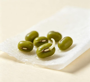 Haricots verts entiers de qualité alimentaire Sortex pour la vente au détail et la distribution en gros au meilleur prix - Product Image 6