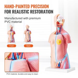 Modello Anatomico del Torso Umano Unisex in 23 Parti, 18 Pollici, con Organi Rimovibili, Manichino Educativo - Product Image 5