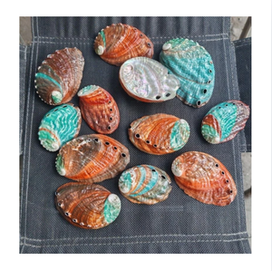 Coquilles d'ormeaux naturelles polies entières, écologiques, du Vietnam, 99 GOLD DATA Enid, pour la décoration de la maison et la fabrication de bijoux artisanaux - Product Image 1