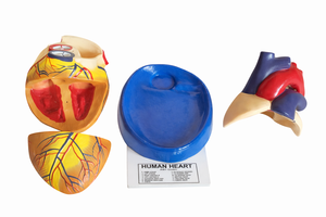 Modèle d'anatomie cardiaque humaine en métal 3D pour l'enseignement médical, modèle de cœur humain en métal 3D à poser sur table, 3 pièces, pour les écoles et les professionnels de la santé - Product Image 2