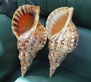 Coquilles de trompette naturelles en gros, grandes coquilles de Triton pour la décoration intérieure et l'artisanat, en stock, fournisseur Vietnamien - Product Image 3