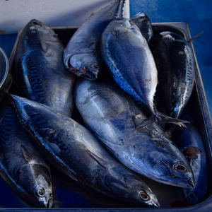 ปลาทูน่าแช่แข็งคุณภาพพรีเมียม ขายส่งจำนวนมาก พร้อมจัดส่ง เกรดอาหาร ส่งออกทั่วโลก - Product Image 5