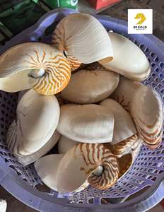 เปลือกหอยธรรมชาติขนาดใหญ่ขัดเงา เป็นมิตรกับสิ่งแวดล้อม เหมาะสำหรับตกแต่งบ้านริมชายฝั่ง ตกแต่งงานแต่งงาน และเป็นของขวัญ ของตกแต่ง และของที่ระลึก - Product Image 4