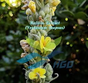 โรงงาน HGO จัดจำหน่ายสารสกัดจากดอกมัลลีนธรรมชาติ (Verbascum thapsus) เกรดอาหาร สารสกัดเวอร์บาโซไซด์ 10% แบบมาตรฐาน - Product Image 2