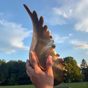 Cuenco Decorativo de Latón Plateado con Forma de Ala, Perfecto para Uso Diario y para Servir Invitados, Hecho a Mano en India - Product Image 3