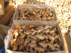 Extrait de poudre de gingembre de haute qualité du Vietnam – Qualité supérieure, norme d'exportation - Product Image 3