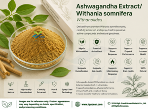Suministro directo de fábrica de HGO EXTRACTO DE Ashwagandha/Withania somnifera (grado alimenticio) Withanolides 8% (extracto estandarizado) - Product Image 2