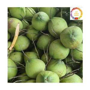 Coco joven fresco |   Tapa de fácil apertura |   Bebida Portátil |   Ideal para las Ventas de Verano en la Playa |   Venta al por Mayor en Vietnam - Product Image 1