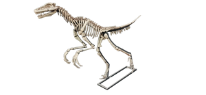 Nuevo producto Hueso <span class=keywords><strong>de</strong></span> dinosaurio <span class=keywords><strong>de</strong></span> tamaño real para <span class=keywords><strong>parques</strong></span> temáticos y museos <span class=keywords><strong>de</strong></span> <span class=keywords><strong>dinosaurios</strong></span> DINOSKY - Product Image 3