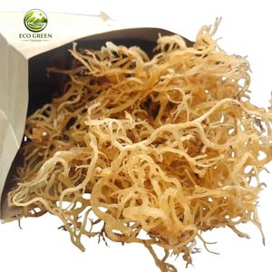 Musgo Marino Seco Premium, Musgo Irlandés Dorado, Algas Cottonii Crudas, Superalimento Orgánico de Origen Salvaje para Cápsulas de Musgo Marino - Product Image 2