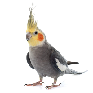 Cockatiel Live Birds for Aviculture Breeding Ornamental <b>Aviaries</b> and Wholesale Supply for Bird Farms - Product Image 2