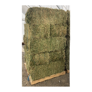 Bales de foin d'herbe de Rhodes à vendre à prix attractifs pour les distributeurs d'aliments pour animaux - Product Image 6