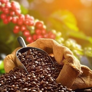 Café Arábica Tostado y Molido de Vietnam, Especialidad USDA, Grado G1/G2, Certificado ISO 22000, Marca TNFOOD, Alta Calidad, Venta Directa al Por Mayor - Product Image 1