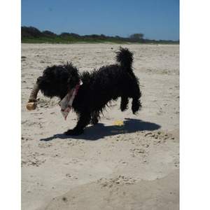 Juguete para Perros Hoang Linh SG, Madera de Café Natural Sostenible, Interactivo, para Masticar, Limpiar los Dientes, Duradero, Hecho en VIETNAM - Product Image 5