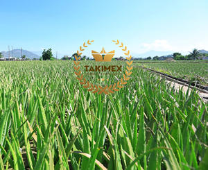 Halal Certificate <b>Diced</b> Aloe Vera/ Aloe Vera Pulp in Light Syrup Size 3x3x3mm Aloe Vera Made in Vietnam for Exporting - Product Image 2