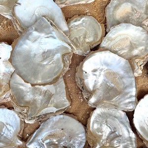 Proveedor mayorista de conchas de ostra perlada, conchas marinas naturales, conchas decorativas al precio más bajo. - Product Image 5