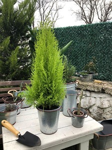 Vintage Farmhouse Metal Planter Pot With Handles Suitable For Indoor <b>Plants</b> Succulents Flowers And <b>Table</b> Styling From India - Product Image 6